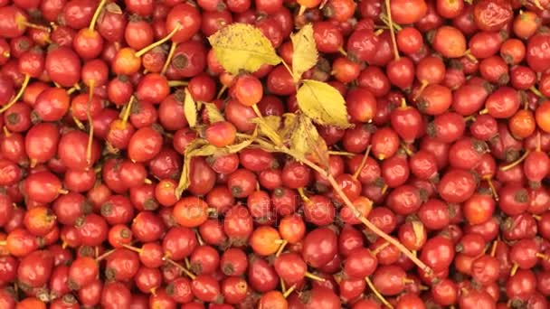 Rotation des hanches de rose et de la tige avec des feuilles. Médecine et santé . — Video