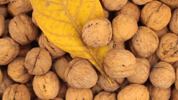 Rotation of walnuts in shell and leaf. Food and health. — Stock Video