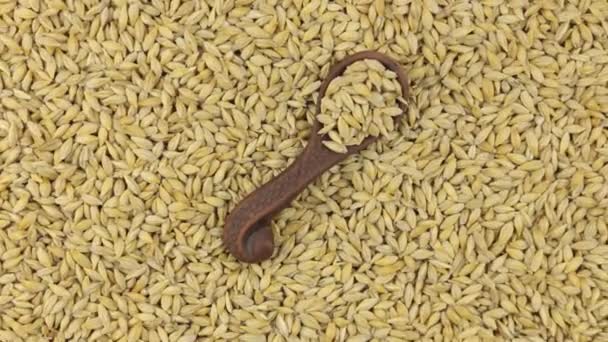 Rotación de una cuchara de barro con cebada acostada sobre un montón de granos de cebada. Comida . — Vídeo de stock