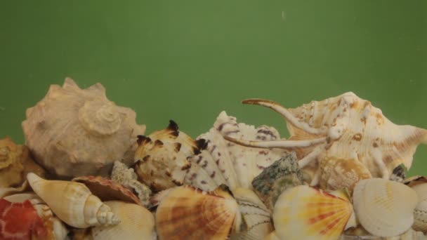 Sea shells and air bubbles in green water. — Stock Video