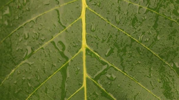 Des ruisseaux de pluie coulent sur la feuille de noix . — Video