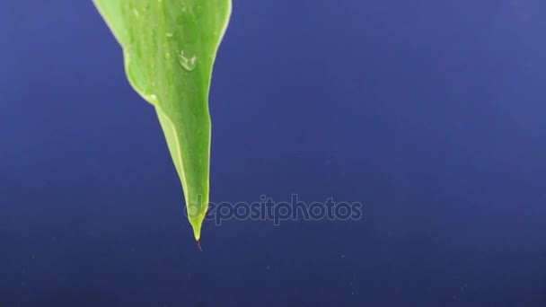 Tropfen von einem grünen Blatt in das blaue Wasser fallen. Nahaufnahme. — Stockvideo