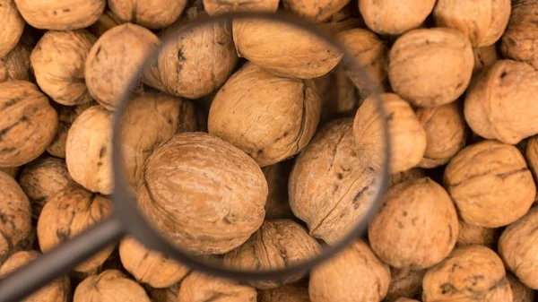 Magnifying glass is studying the harvest of the walnut. — Stock Photo, Image