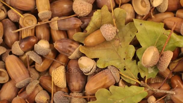 Primo piano. Rotazione di ghiande di quercia con foglie verdi . — Video Stock