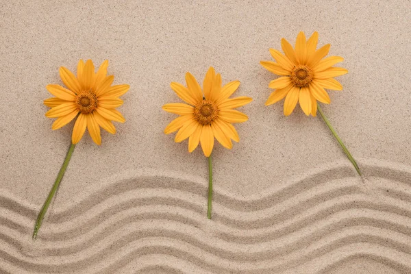 Beautiful zigzag of sand and flowers, chamomile grow on the sand. — Stock Photo, Image
