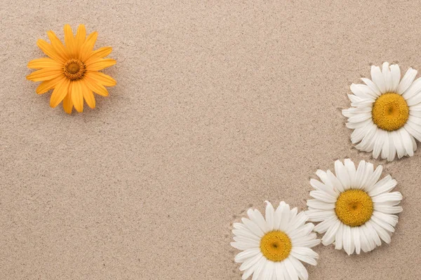 Four daisies grow on the sand with space for your text. — Stock Photo, Image