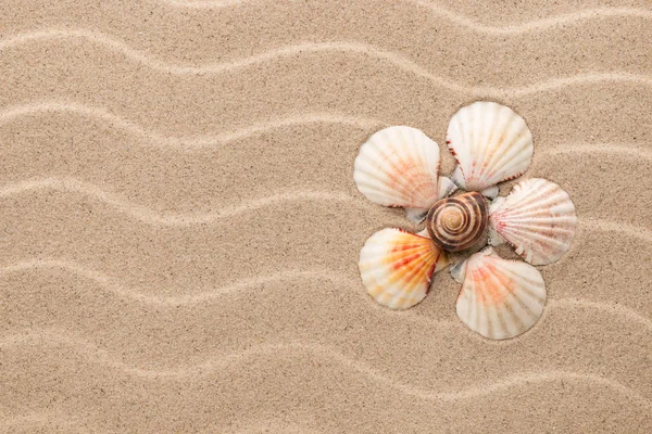 Conceptual daisy made of seashells lying on the dunes . — Stock Photo, Image