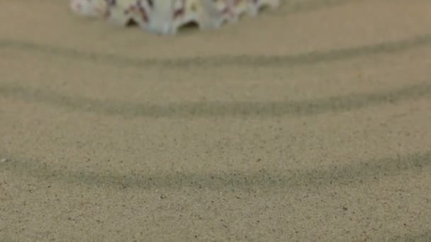 Annäherung an die gelbe Muschel, die auf den Sanddünen liegt. Kugelstoßer. — Stockvideo