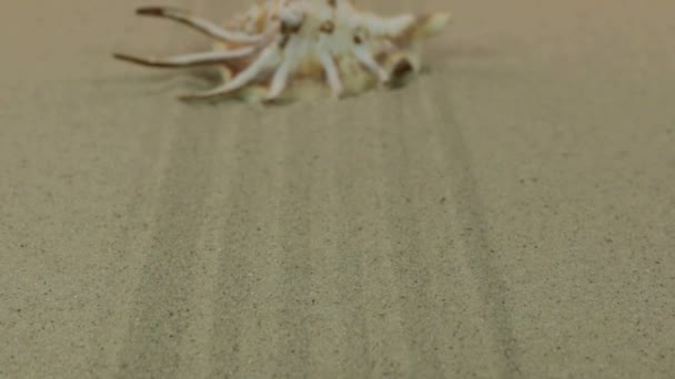 Közelítése a sárga seashell feküdt a homok vonalak. Dolly lövés. — Stock videók