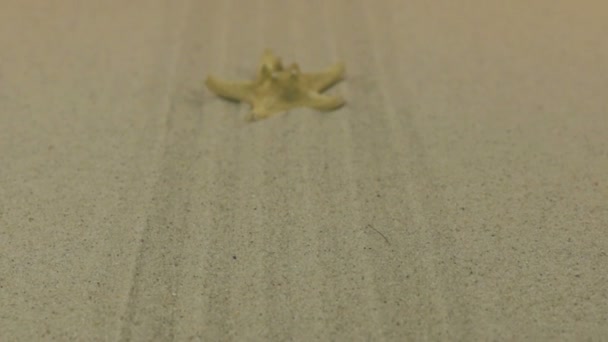 Onderlinge aanpassing de gele starfish liggend op het zand lijnen. Dolly schot. — Stockvideo