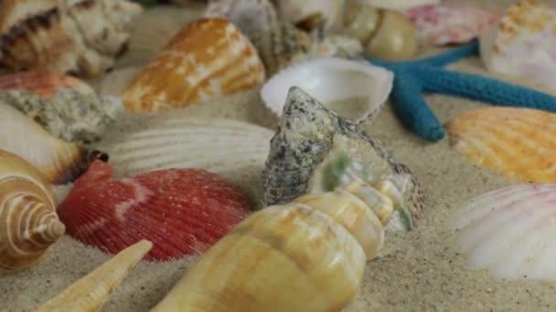 回転、明るい茶色、美しい貝殻、砂の上のヒトデ. — ストック動画