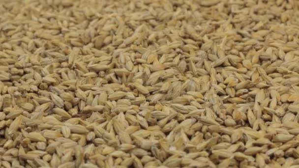 Rotation of the background of whole grains of barley. Close-up — Stock Video