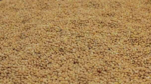 Rotation of the background of whole grains of millet. Close-up — Stock Video