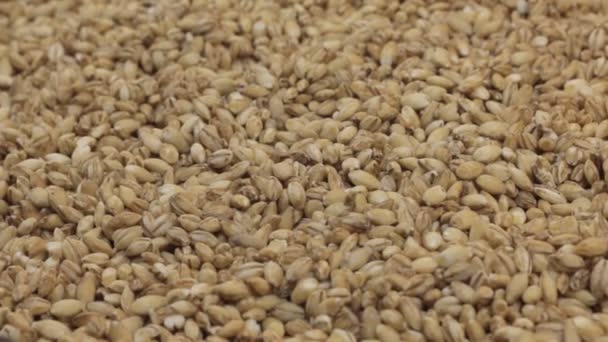 Forgatás a teljes kiőrlésű gabonák, Árpagyöngy a háttérben. Közeli kép: — Stock videók