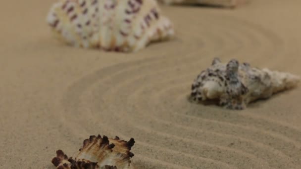 Rapprochement des coquillages, couché sur un zigzag du sable. Dolly ! — Video