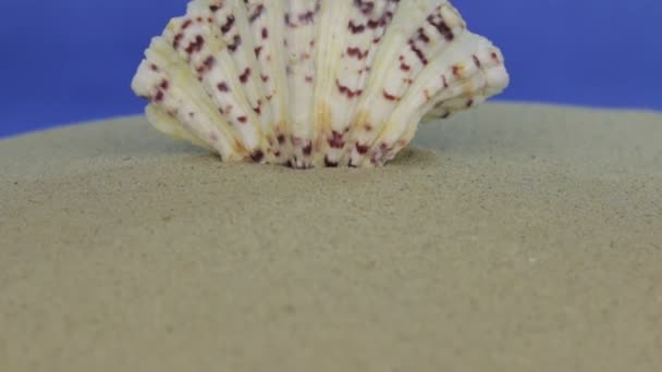 貝殻、砂の上に横たわるの近似。ドリー ショット。分離されました。 — ストック動画