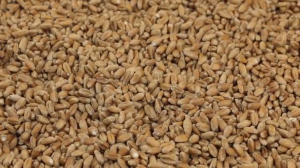 Rotação, fundo feito de uma pilha de grãos de trigo integral . — Vídeo de Stock