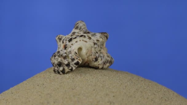 Rotación, hermosas conchas marinas tiradas en la arena. Aislado — Vídeos de Stock