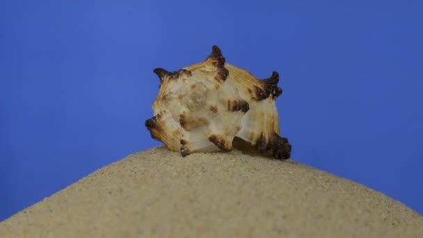 Drehung, schöne Muscheln, die im Sand liegen. isoliert — Stockvideo