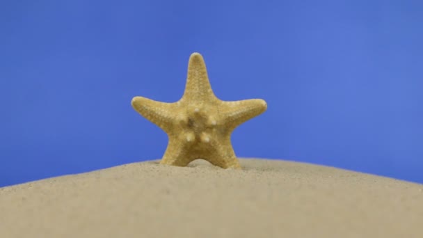 Зум красивой морской звезды, лежащей на песке. Isolated — стоковое видео