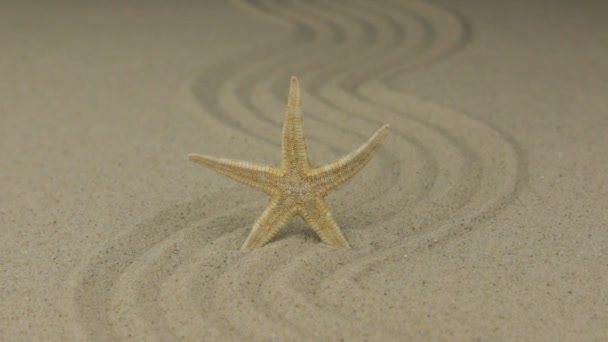 Zoom de una hermosa estrella de mar acostada en un zigzag hecho de arena . — Vídeo de stock