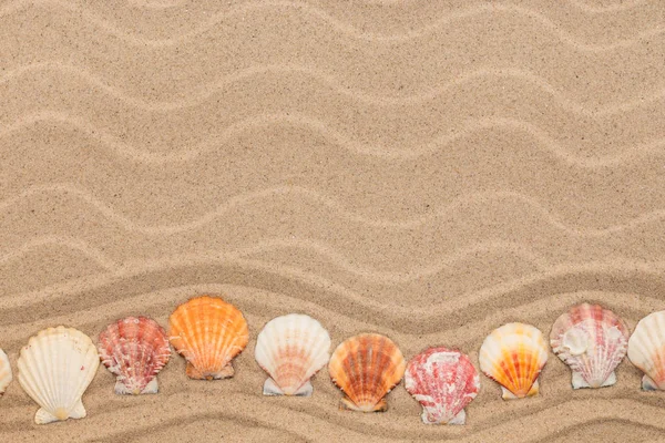 Conchas marinas en forma de zigzag yacen en las dunas . — Foto de Stock