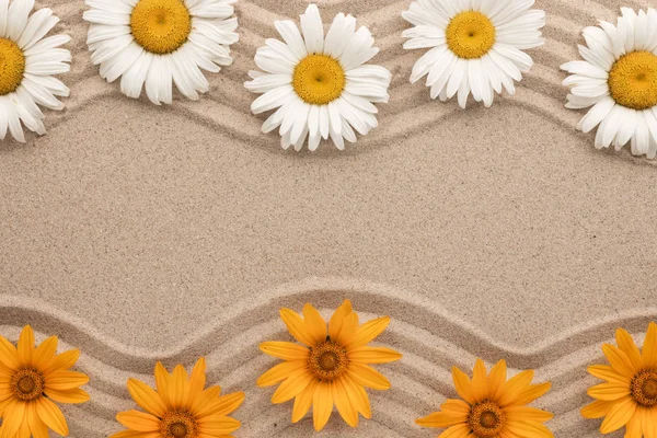 Deux lignes zigzag de marguerites blanches et jaunes poussant sur le sable . Images De Stock Libres De Droits