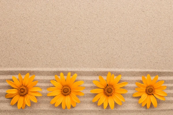 Row of yellow daisies lying on sand lines, with space for text. — Stock Photo, Image