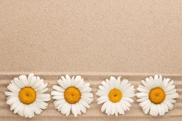 Row of white daisies lying on sand lines, with space for text. — Stock Photo, Image
