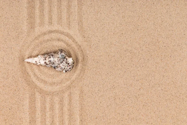 Zeeschelp ligt in het midden van een cirkel van zand. Zomer concept. — Stockfoto