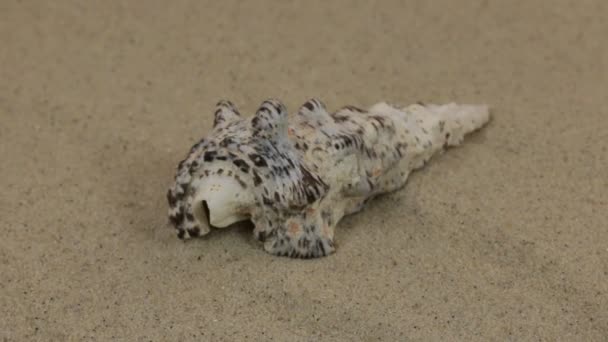 Rotationer av den seashell liggande på sanddynerna. Skönhet i naturen. — Stockvideo