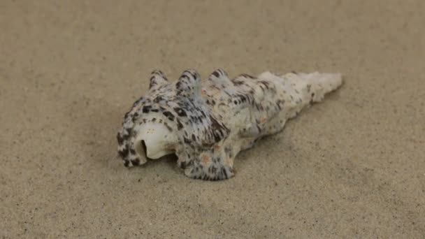 Rotazioni della conchiglia sdraiata sulle dune. Bellezza nella natura . — Video Stock