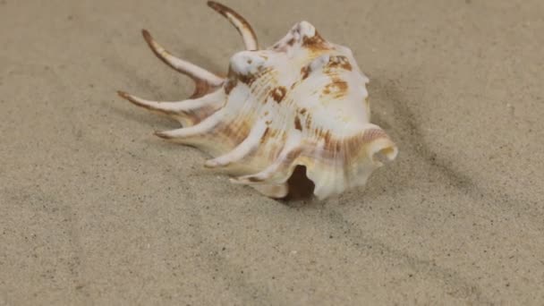 Rotazioni della conchiglia che giace sulle dune. Bellezza nella natura . — Video Stock