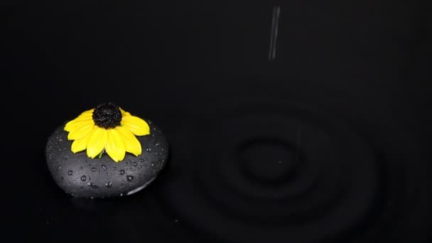 Vallende druppels in water met zwarte steen en gele bloem, splash en golven. — Stockvideo
