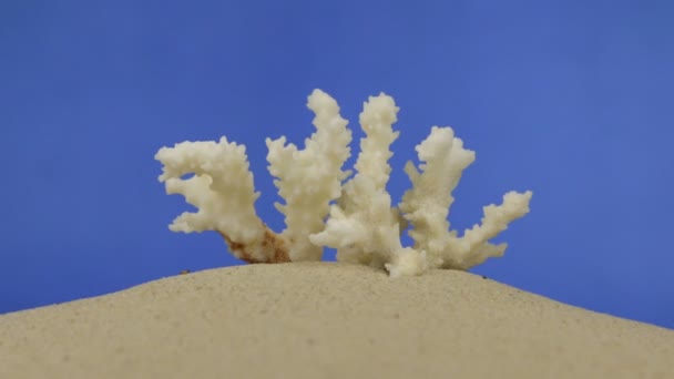 Zoom de hermoso coral acostado en la arena. Aislado — Vídeos de Stock