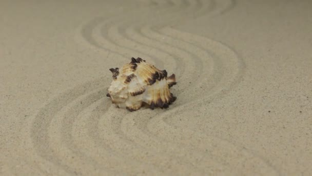 Zoom of a beautiful seashell lying on a zigzag made of sand. — Stock Video