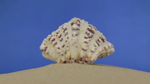 在沙滩上躺着的美丽的贝壳变焦。孤立 — 图库视频影像