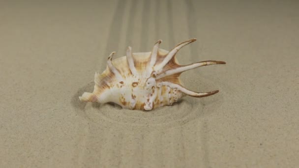 Zoom de una hermosa concha de mar tendida en un círculo de arena . — Vídeos de Stock