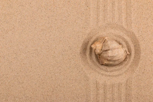 Cáscara marina en el centro de un círculo de arena. Con un espacio libre para el diseñador . — Foto de Stock