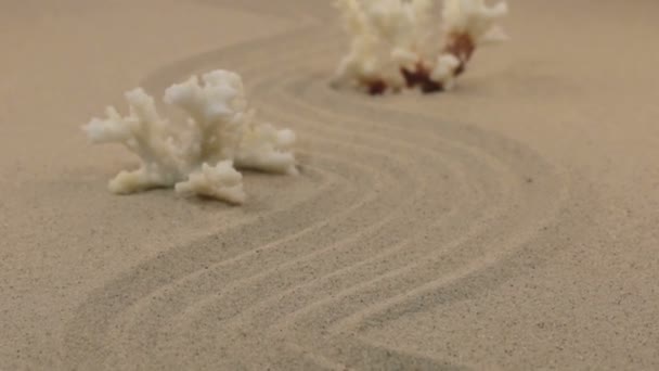 Kumdan bir zigzag üzerinde duran beyaz mercanlar yaklaşıyor. Dolly vurdu. — Stok video