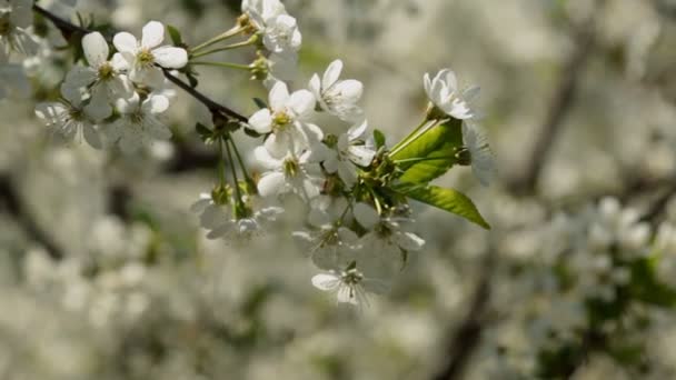 Krásné kvetoucí třešní větev stabilnější ve větru. — Stock video