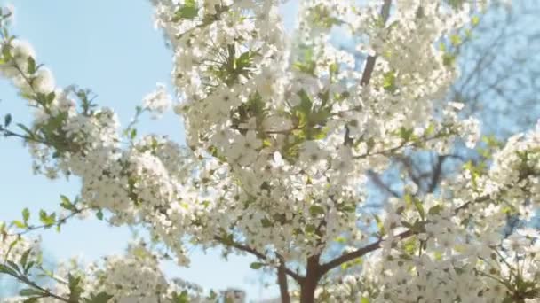 Квітуча гілка вишневого дерева і сонцезахисні гармати на фоні блакитного неба . — стокове відео