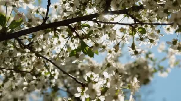 Blooming cherry tree branch and the suns glares against blue sky background. — Stock Video