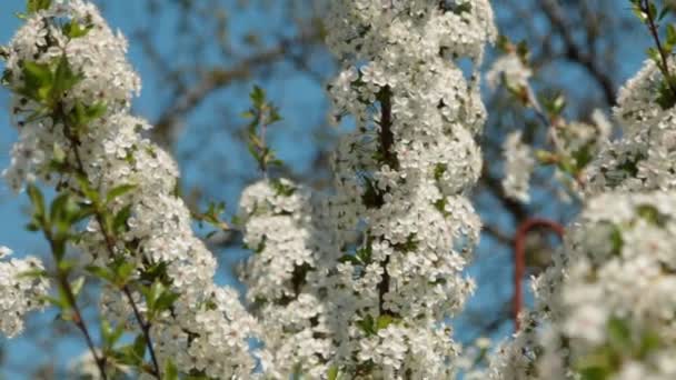 Panorama ramos flor de cereja. Floração ramo é completamente coberto com flores . — Vídeo de Stock