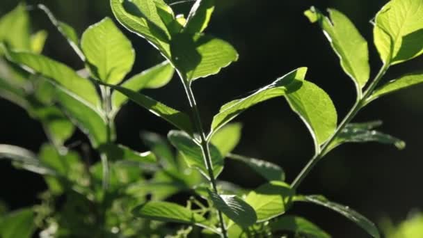 Lek av solen genom nya färska gröna blad. Solar blänk i linsen. — Stockvideo