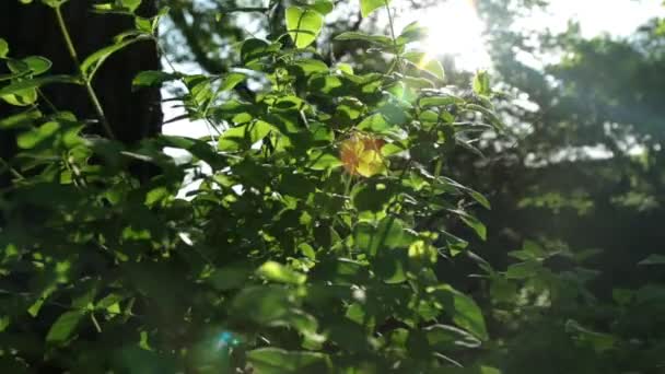 Jeu de soleil à travers de nouvelles feuilles vertes fraîches. Eblouissement solaire dans la lentille . — Video