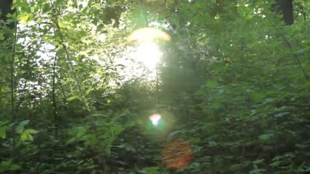 Panorama, spel van de zon door nieuwe verse groene bladeren. Zonne-schittering in de lens. — Stockvideo