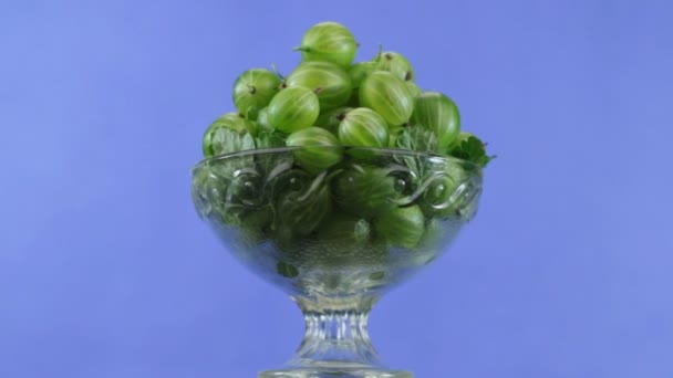 Rotation, a heap of gooseberry in a glass vase. Blue background. — Stock Video