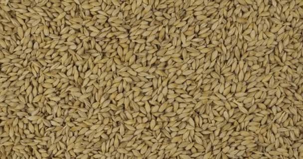 Rotation, background from barley grains. Grocery background. Top view. Copy space. — Stock Video