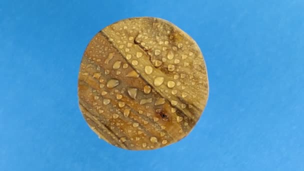 Rotation, round wooden frame with shaking drops of rainwater isolated on a blue background. — Stock Video